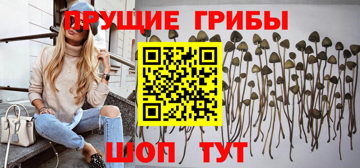 Галлюциногенные грибы мицелий  Вход с VPN  Псилоцибиновые грибы мицелий  Кольчугино 